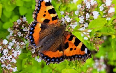 Small Tortoiseshell Butterfly