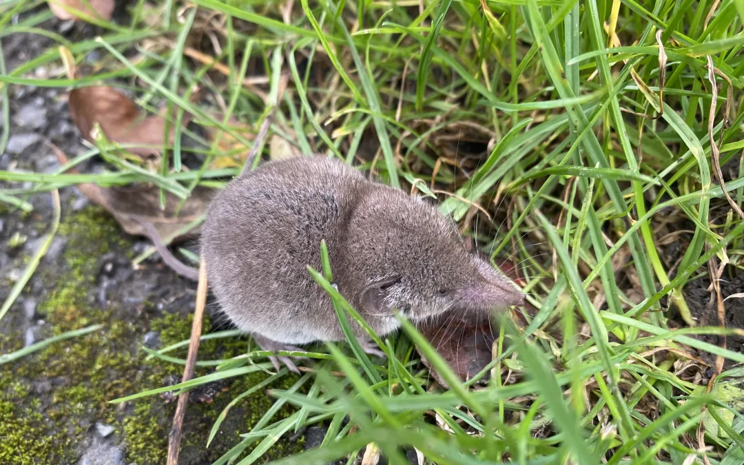 A pygmy shrew foraging in the grass verge along the canal near, Cliff at Lyons.