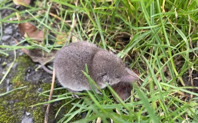 Pygmy Shrew