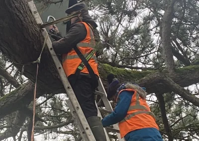 Kildare Birdwatch installing a Barn Owl nest box in a pine tree