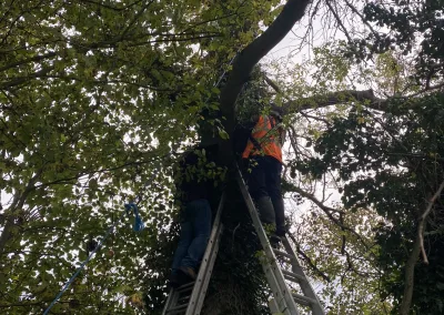 Kildare Birdwatch volunteers installing a Barn Owl nest box in a tree